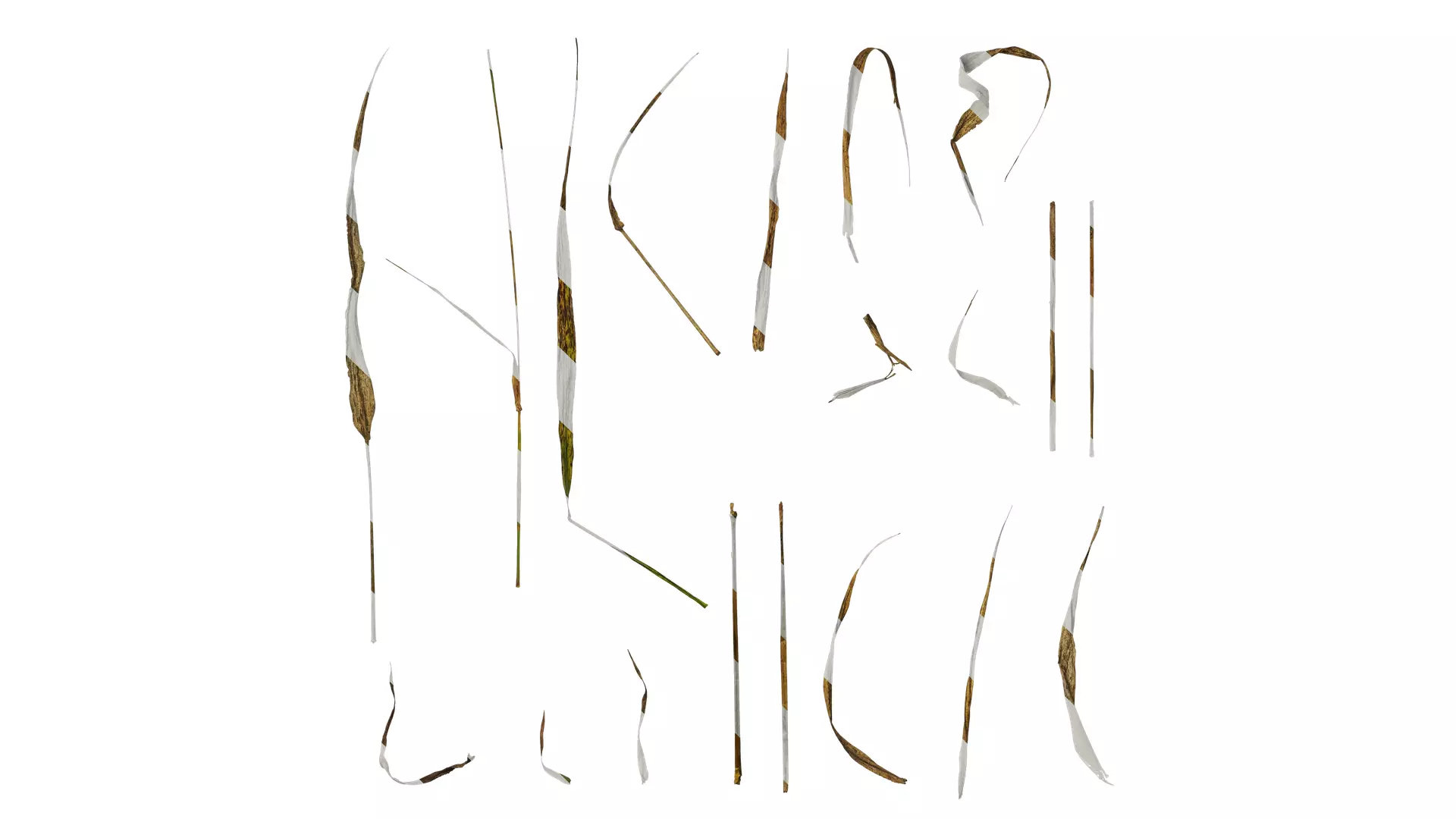 Anydrafts Setaria viridis Leaf 01 Texture