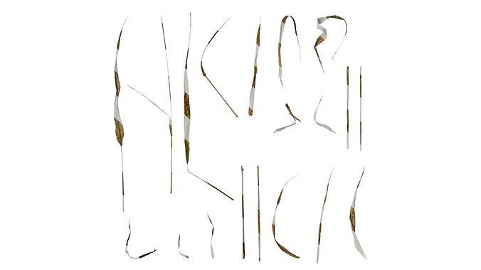 Anydrafts Setaria viridis Leaf 01 Texture