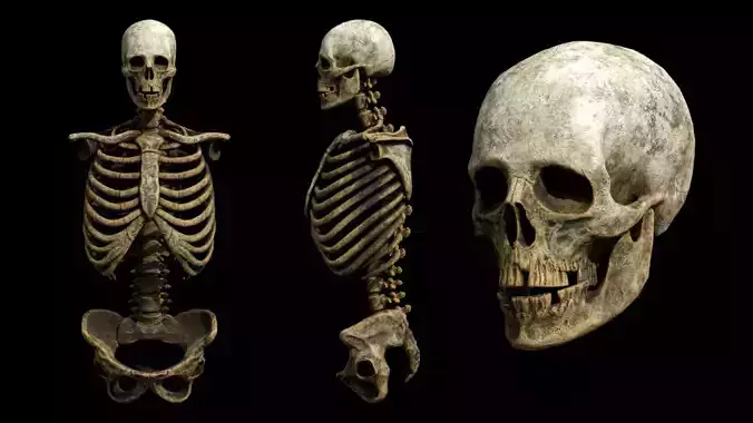Next Gen Skeleton Real Time Game Ready Animated Low-poly 3D model