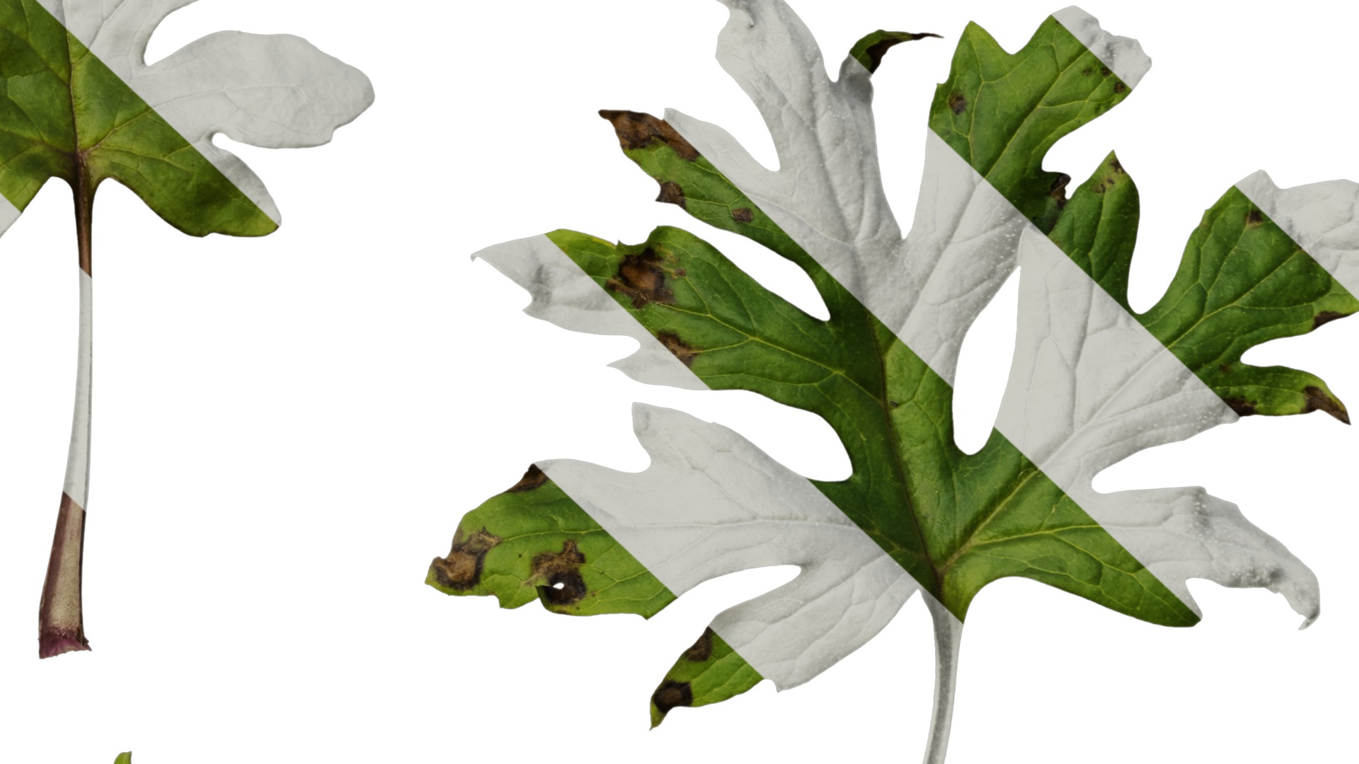 Anydrafts Sinacalia tangutica Leaf 01 Texture_6