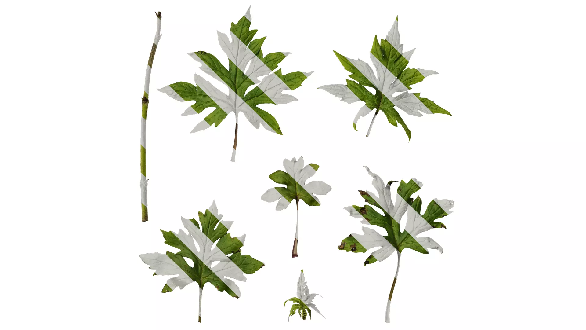 Anydrafts Sinacalia tangutica Leaf 01 Texture_0