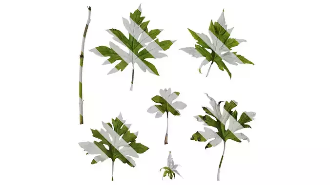 Anydrafts Sinacalia tangutica Leaf 01