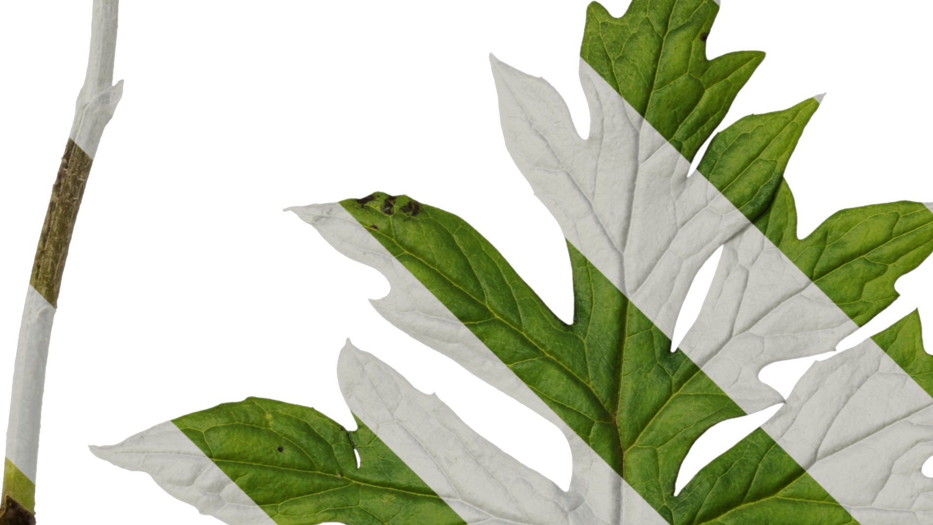 Anydrafts Sinacalia tangutica Leaf 01 Texture_1