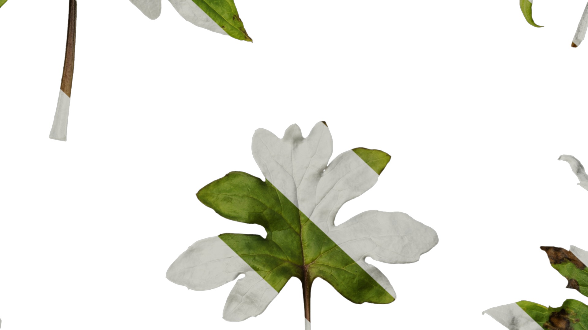 Anydrafts Sinacalia tangutica Leaf 01 Texture_7