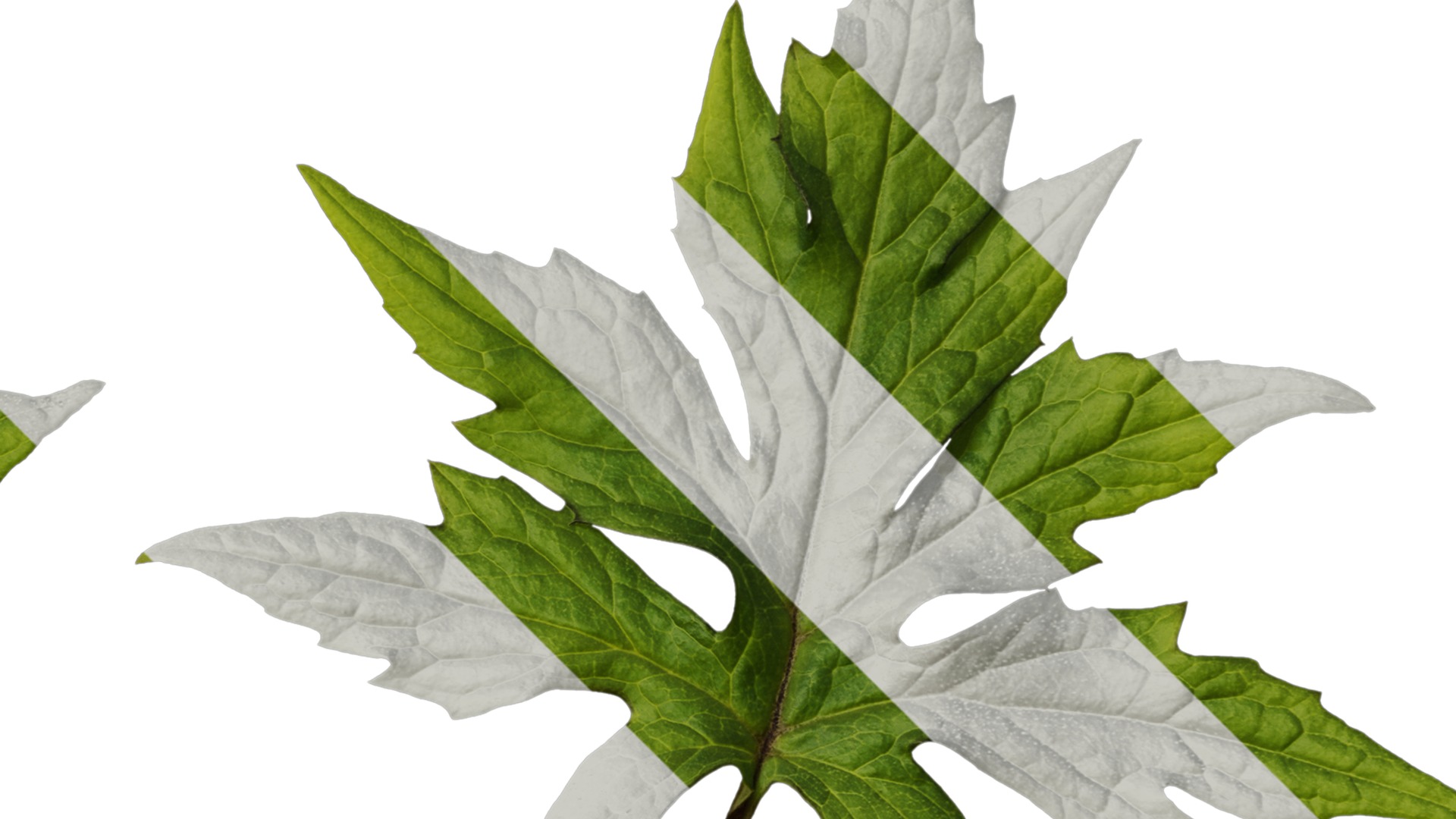 Anydrafts Sinacalia tangutica Leaf 01 Texture_2