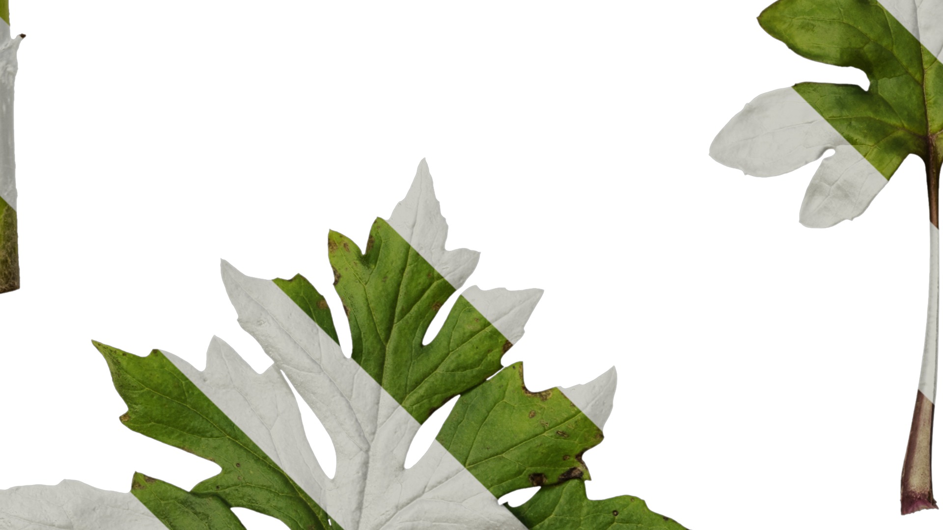 Anydrafts Sinacalia tangutica Leaf 01 Texture_5