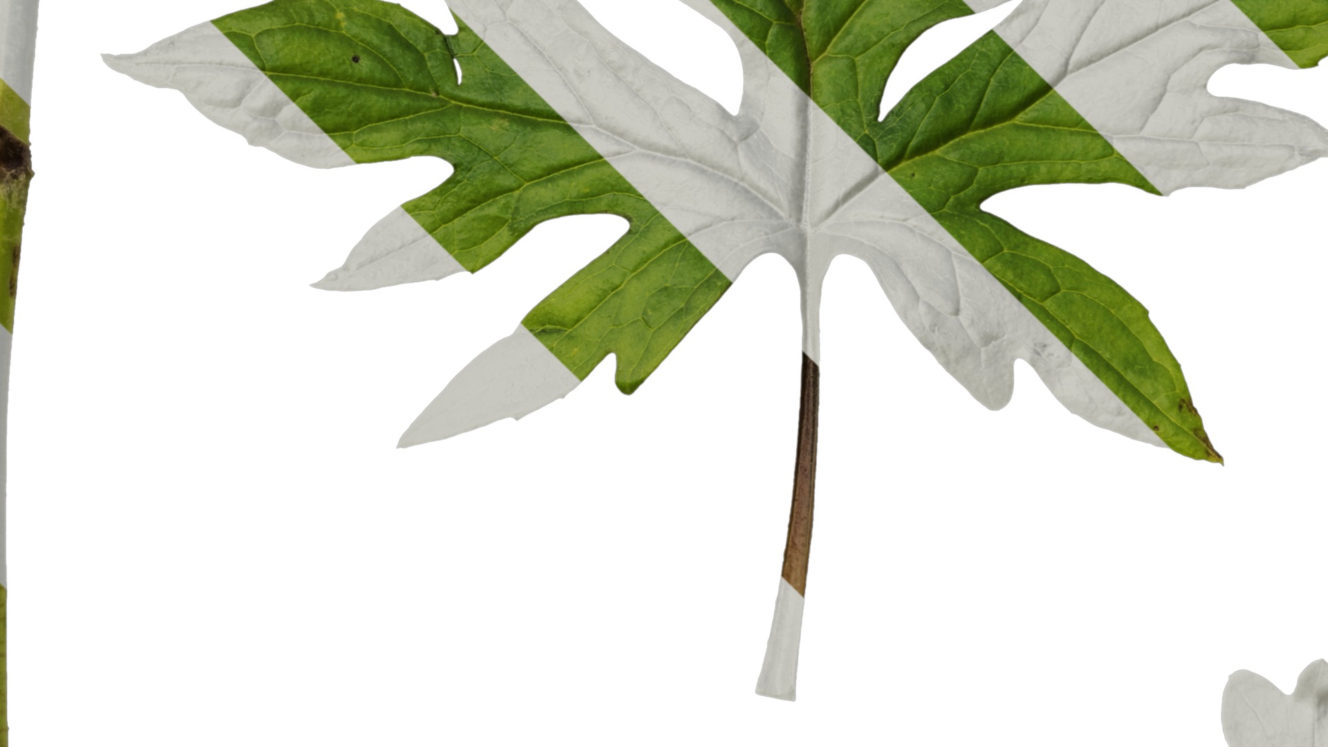 Anydrafts Sinacalia tangutica Leaf 01 Texture_3