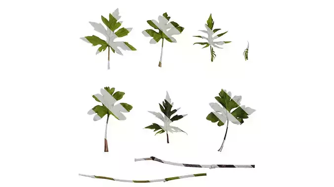 Anydrafts Sinacalia tangutica Leaf 03