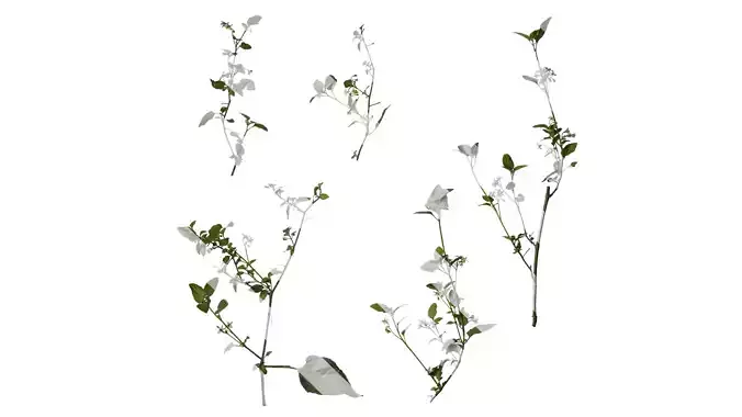 Anydrafts Solanum americanum Atlas 01