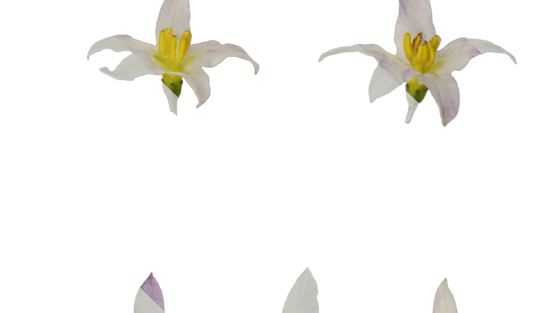 Anydrafts Solanum americanum Atlas 04 Texture_1