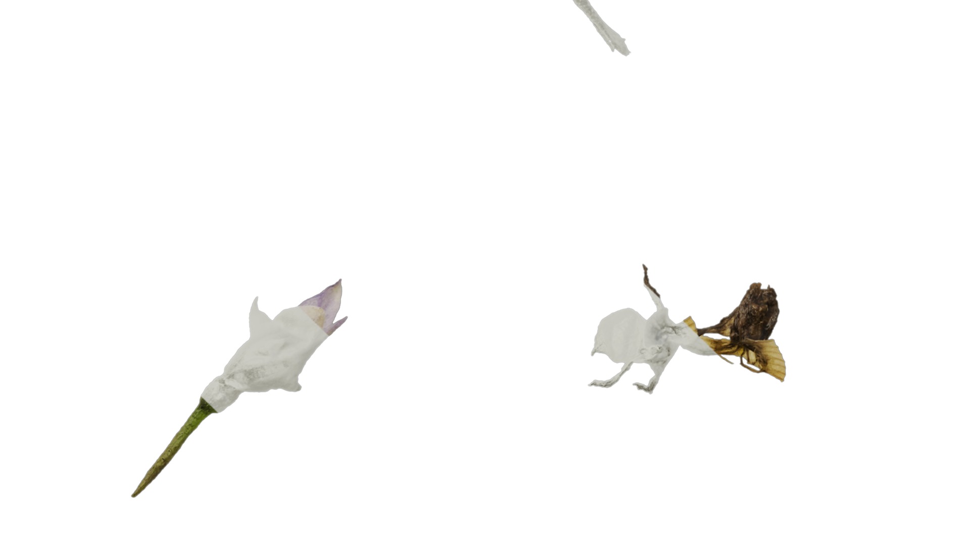 Anydrafts Solanum americanum Atlas 04 Texture_5