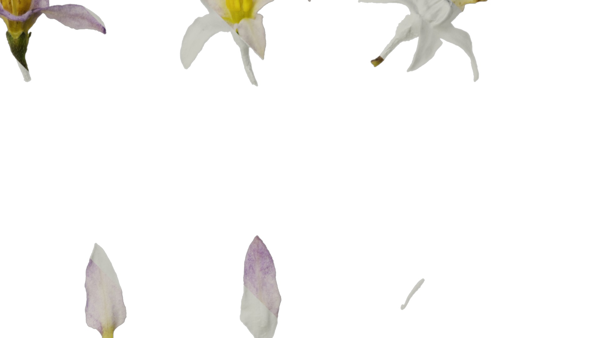 Anydrafts Solanum americanum Atlas 04 Texture_2