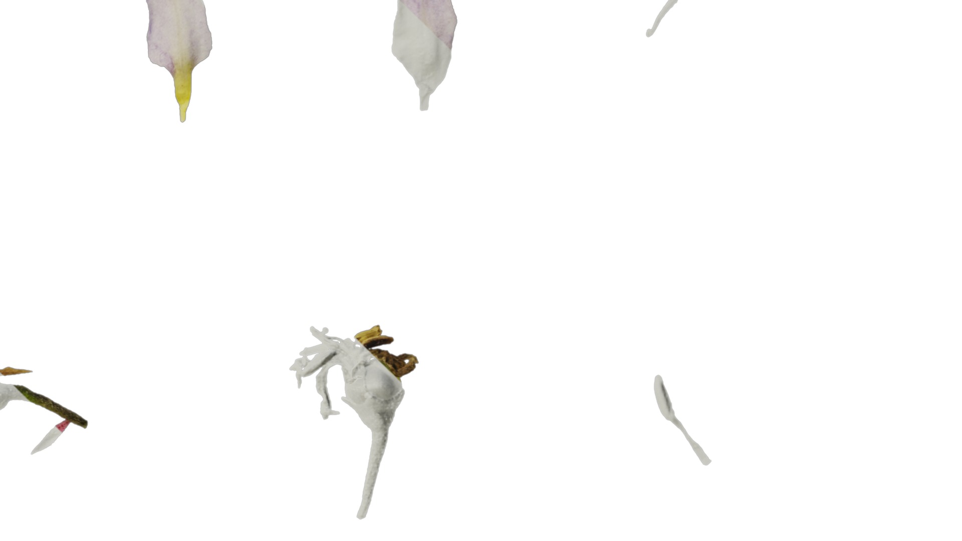 Anydrafts Solanum americanum Atlas 04 Texture_4