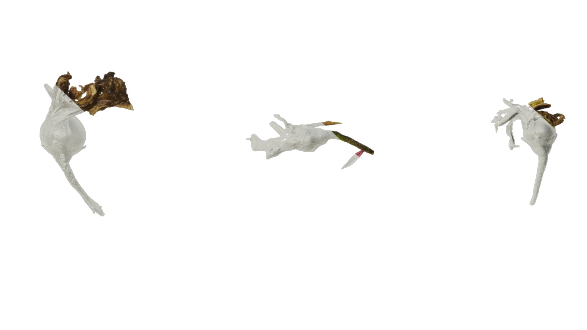 Anydrafts Solanum americanum Atlas 04 Texture_7