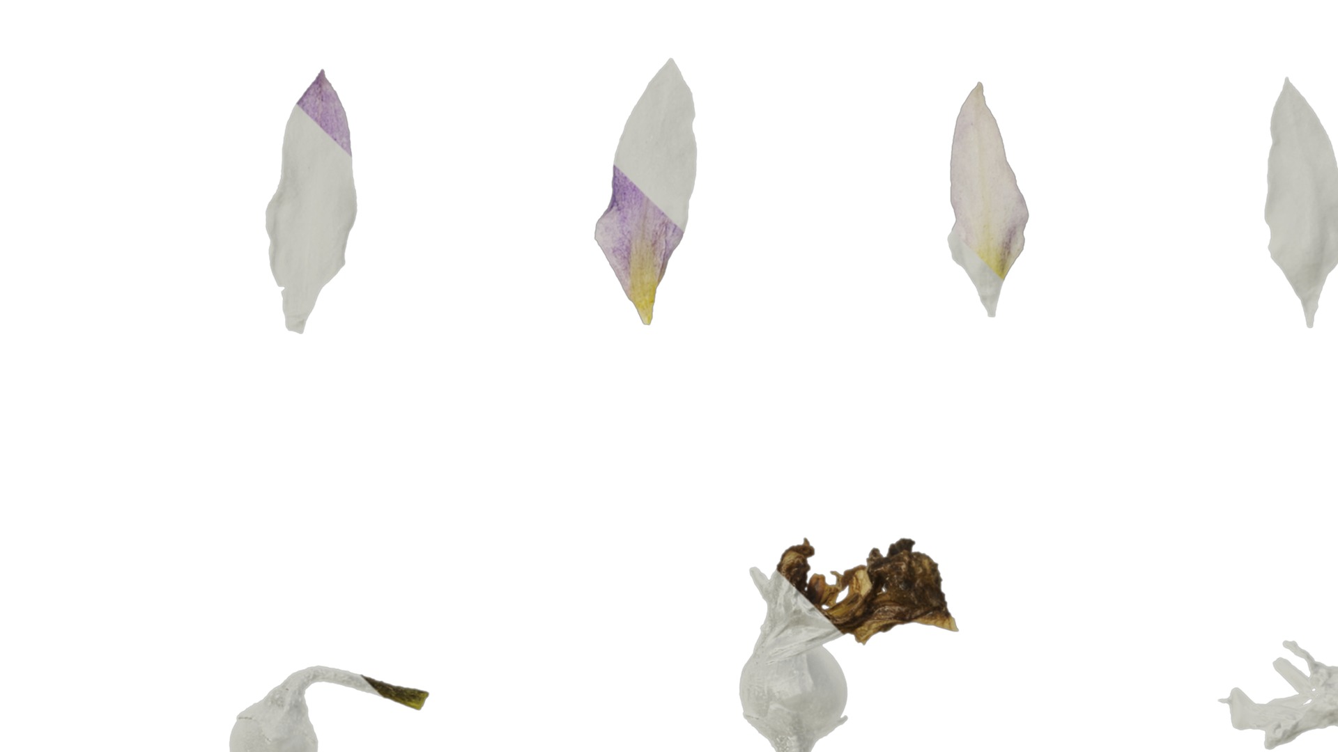 Anydrafts Solanum americanum Atlas 04 Texture_3