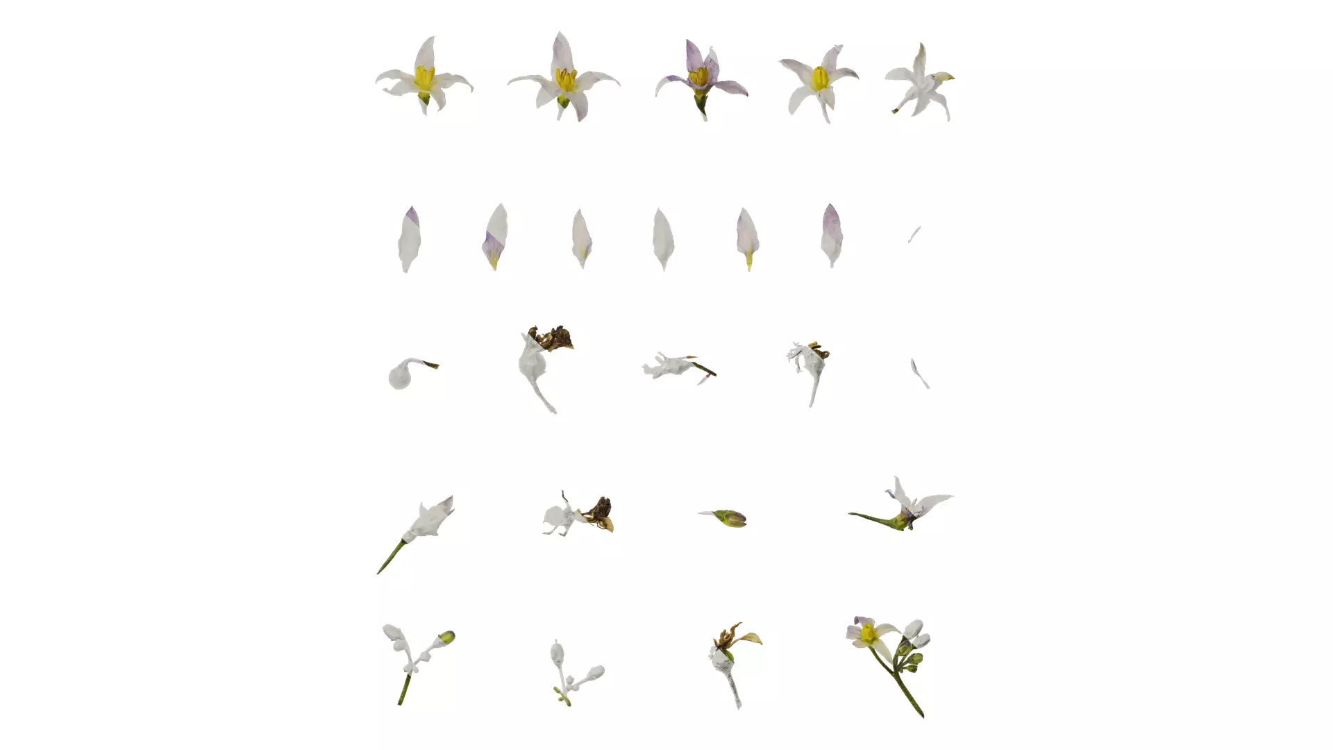 Anydrafts Solanum americanum Atlas 04 Texture_0