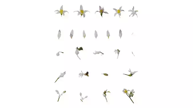 Anydrafts Solanum americanum Atlas 04