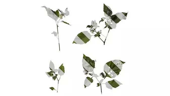 Anydrafts Solanum americanum Atlas 06