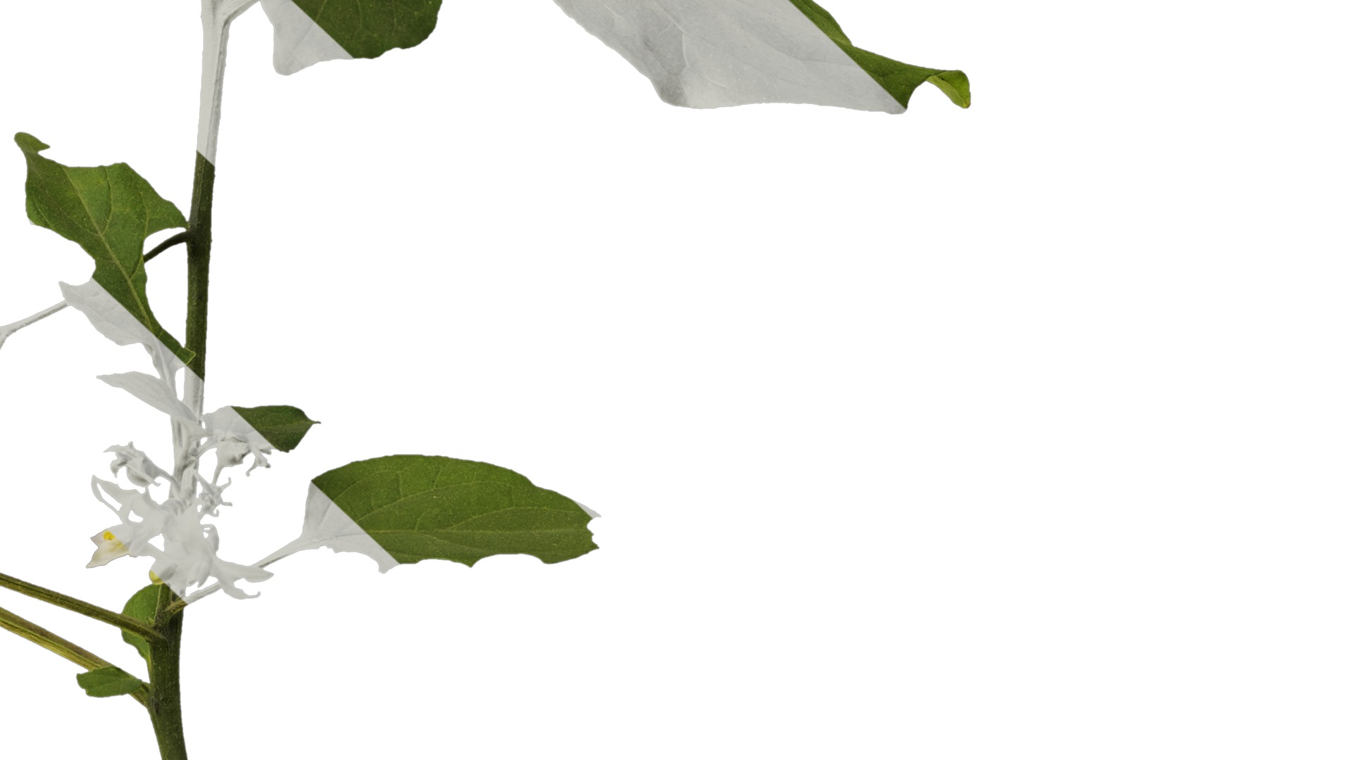 Anydrafts Solanum americanum Atlas 07 Texture_6