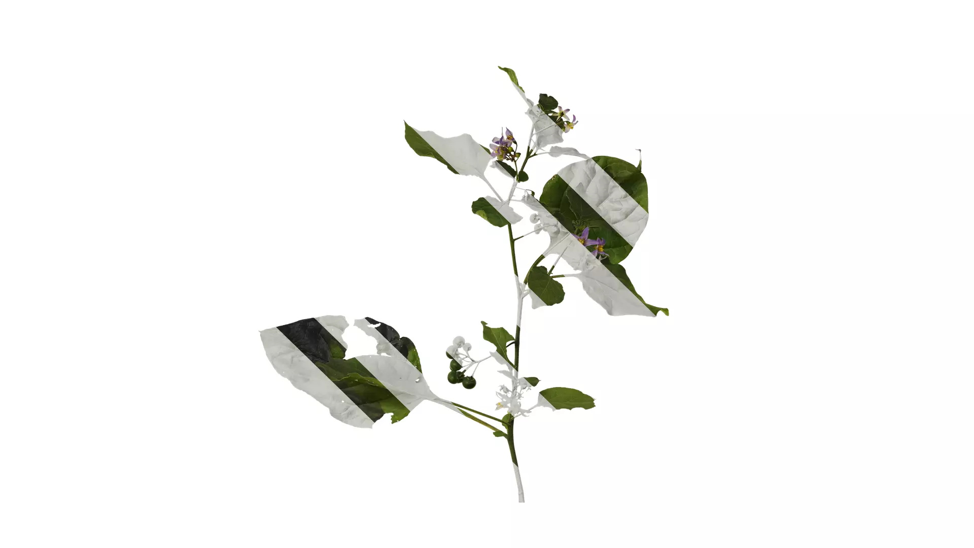 Anydrafts Solanum americanum Atlas 07 Texture_0