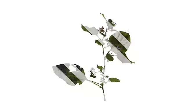 Anydrafts Solanum americanum Atlas 07