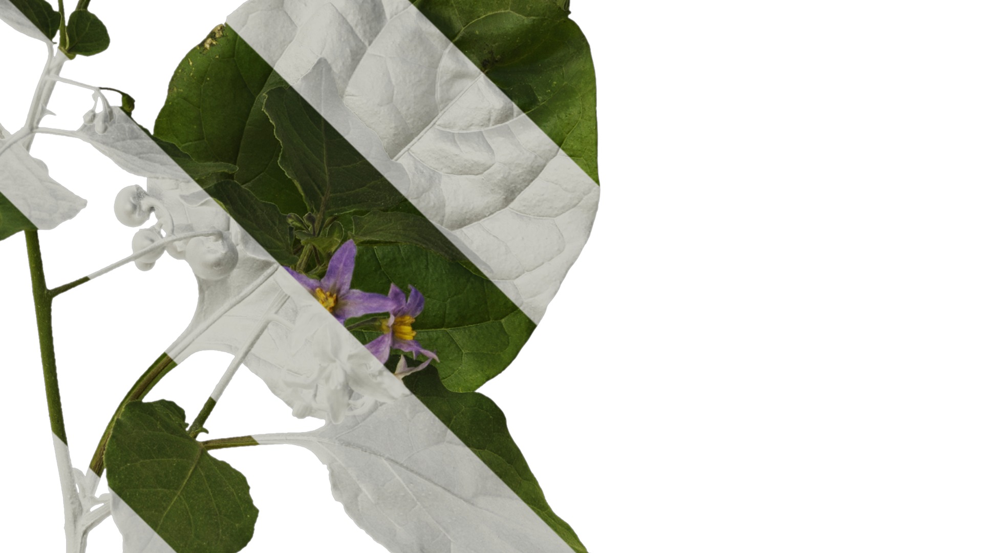 Anydrafts Solanum americanum Atlas 07 Texture_4