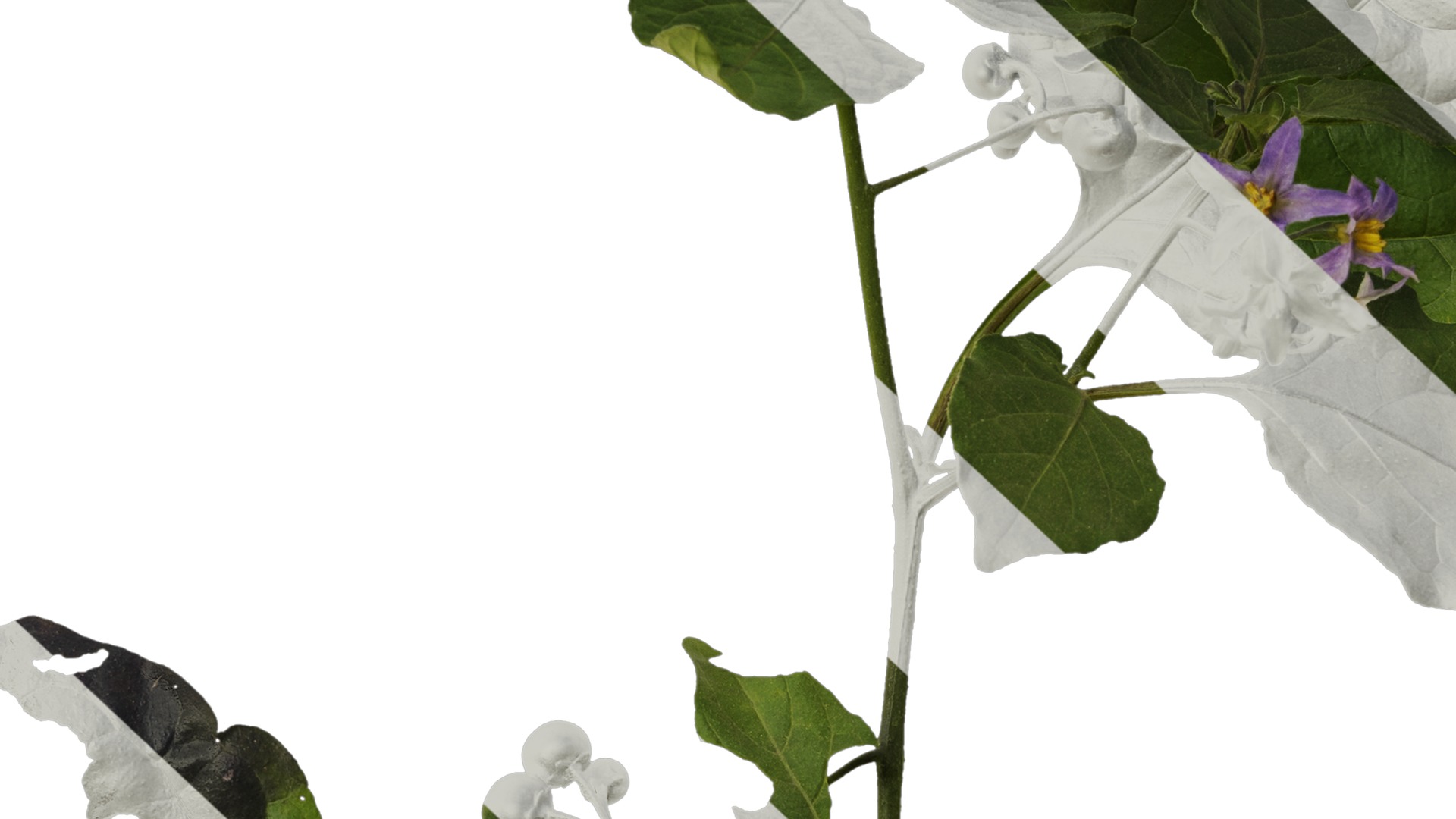 Anydrafts Solanum americanum Atlas 07 Texture_7