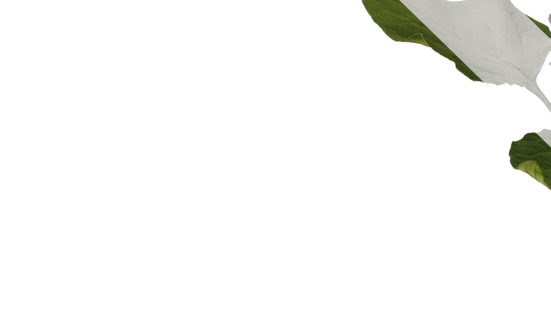 Anydrafts Solanum americanum Atlas 07 Texture_3