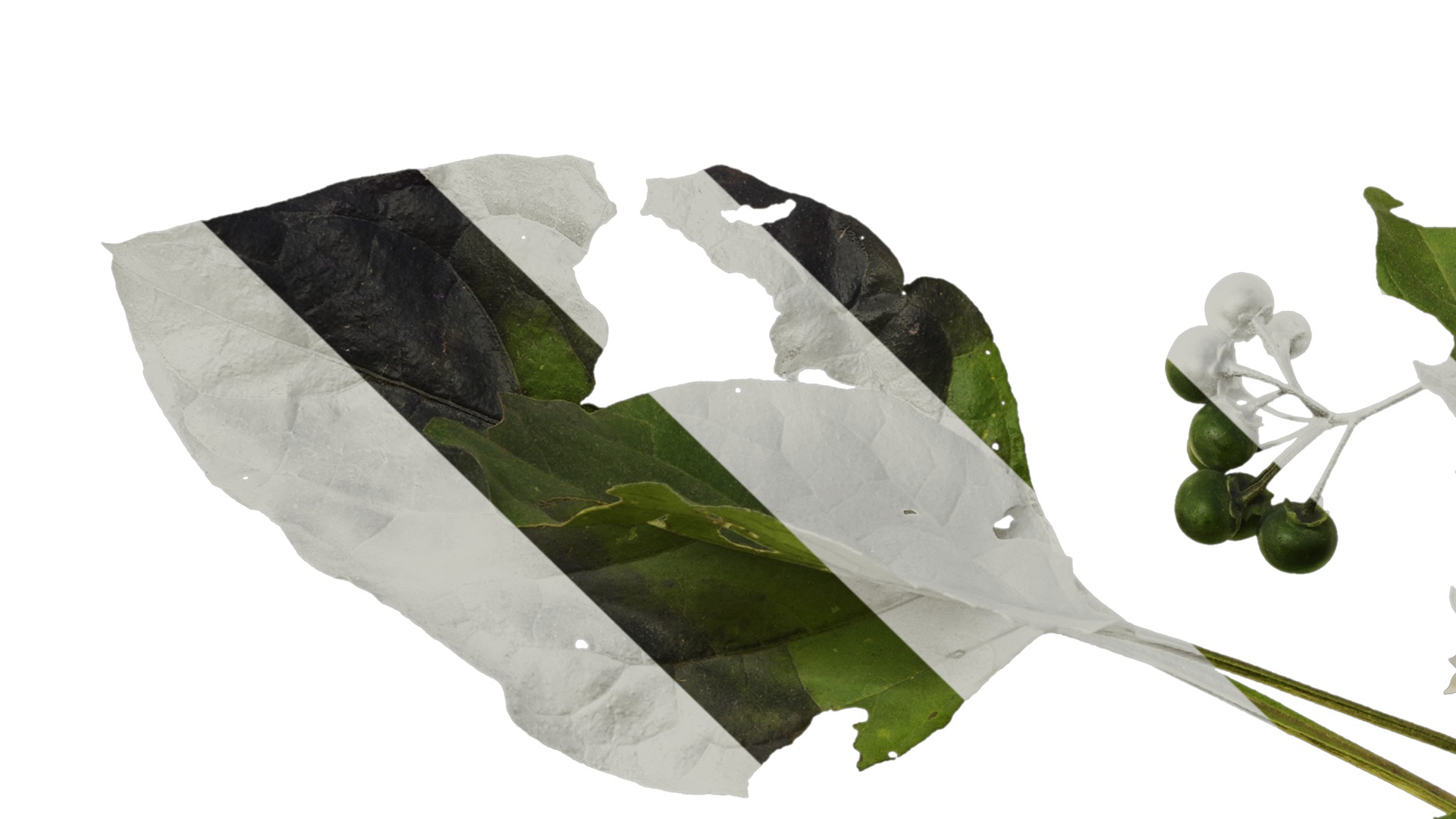 Anydrafts Solanum americanum Atlas 07 Texture_5