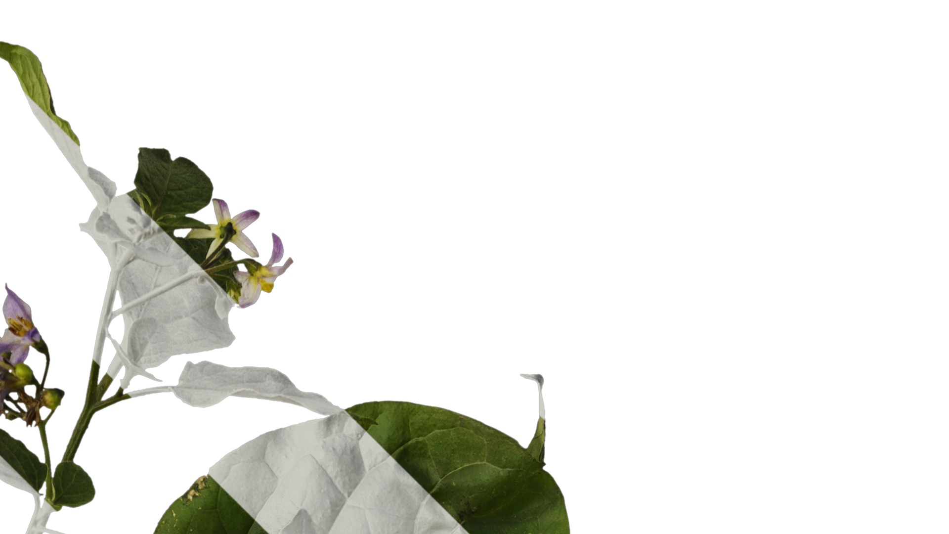 Anydrafts Solanum americanum Atlas 07 Texture_2