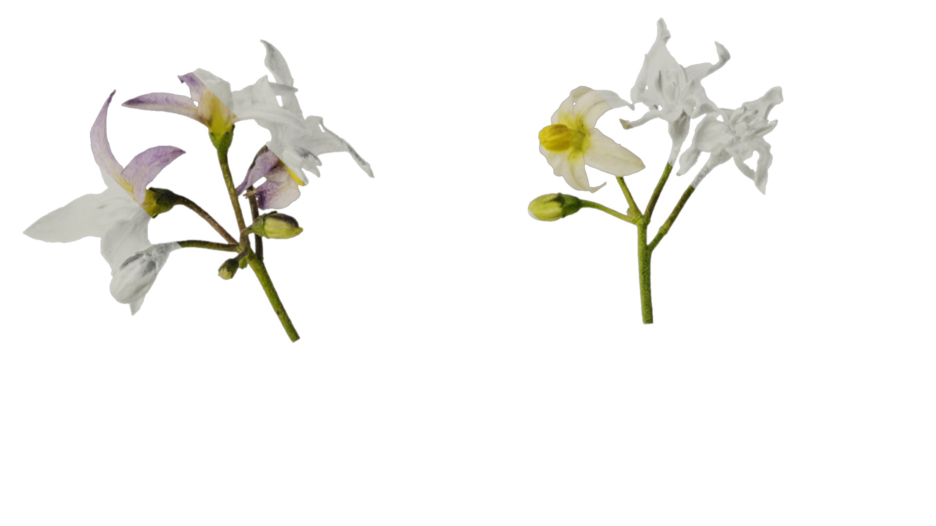 Anydrafts Solanum americanum Atlas 08 Texture_2