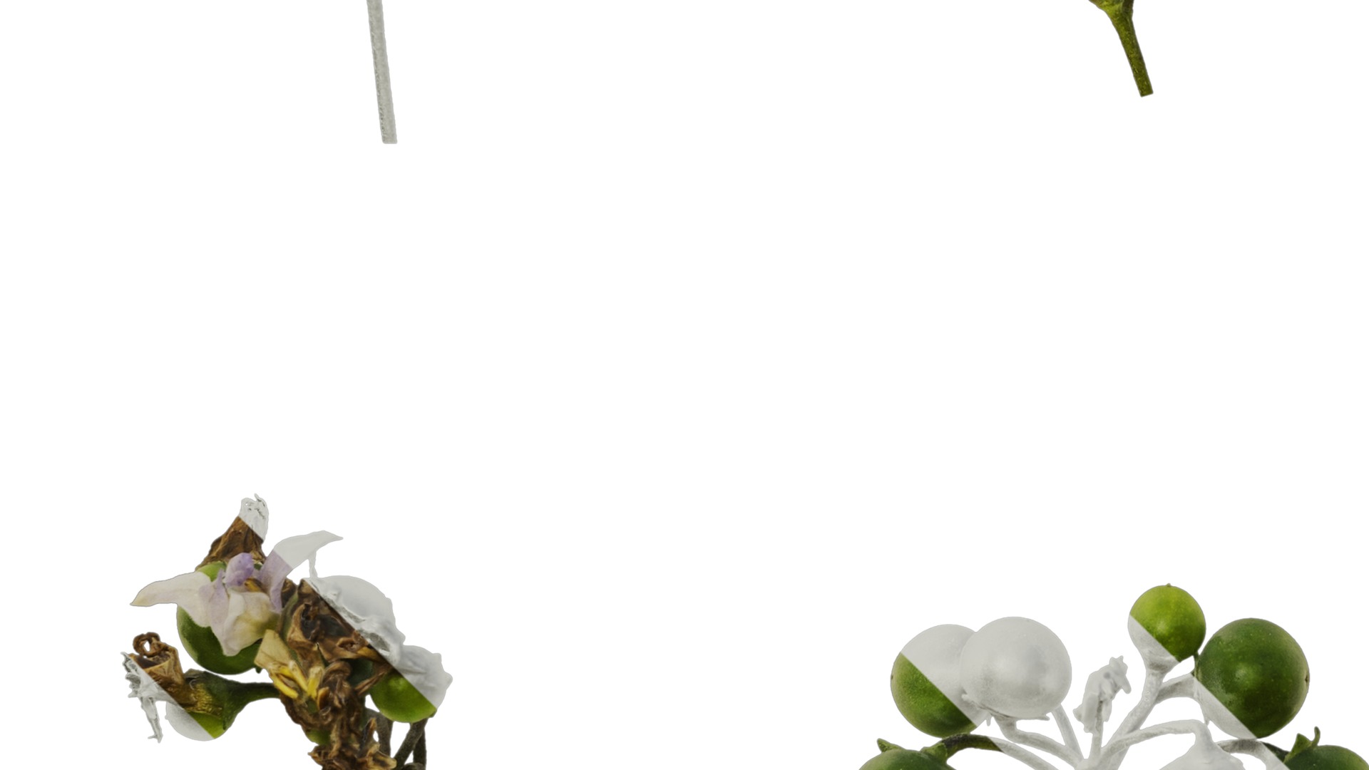 Anydrafts Solanum americanum Atlas 08 Texture_5