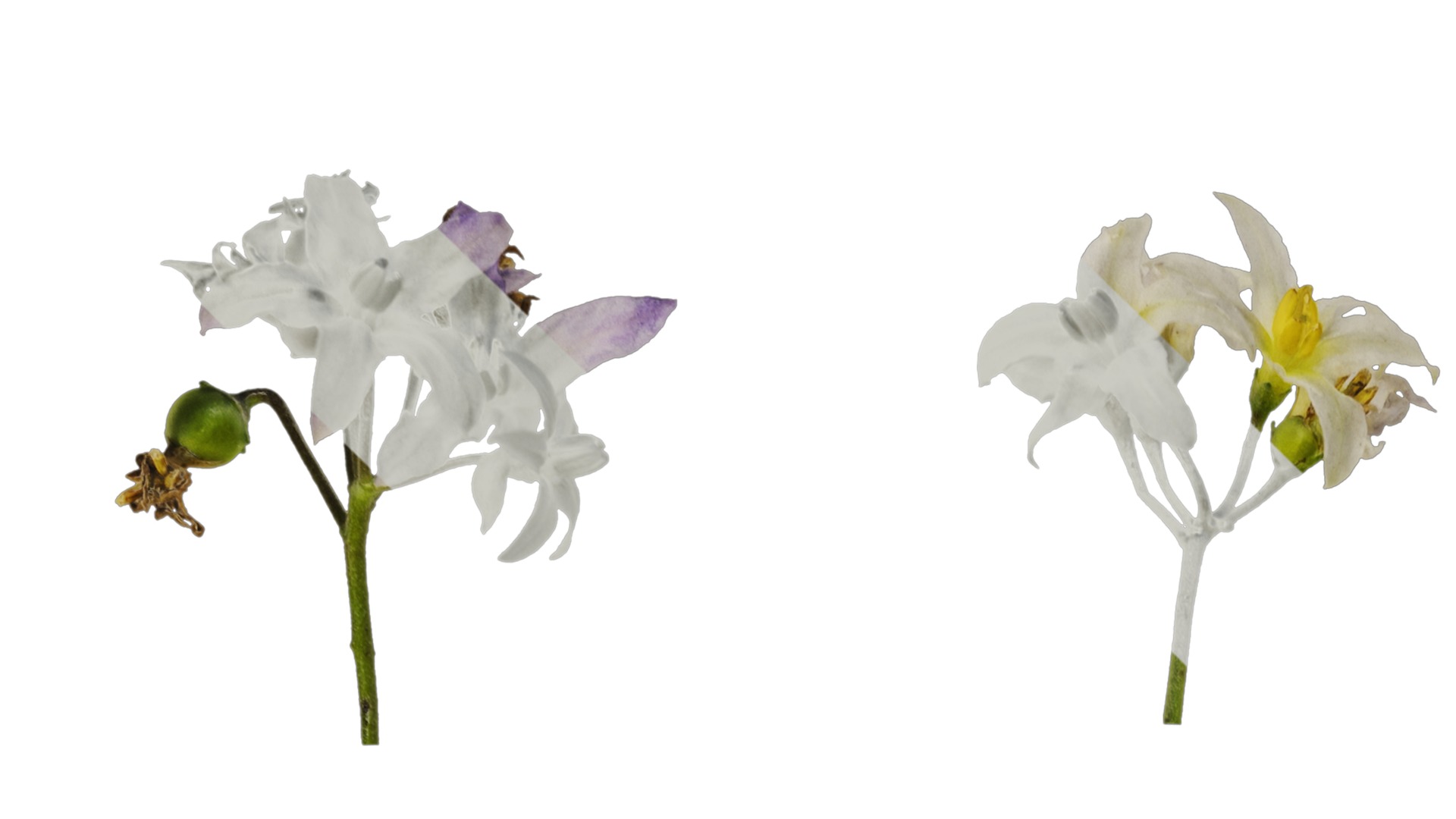 Anydrafts Solanum americanum Atlas 08 Texture_1