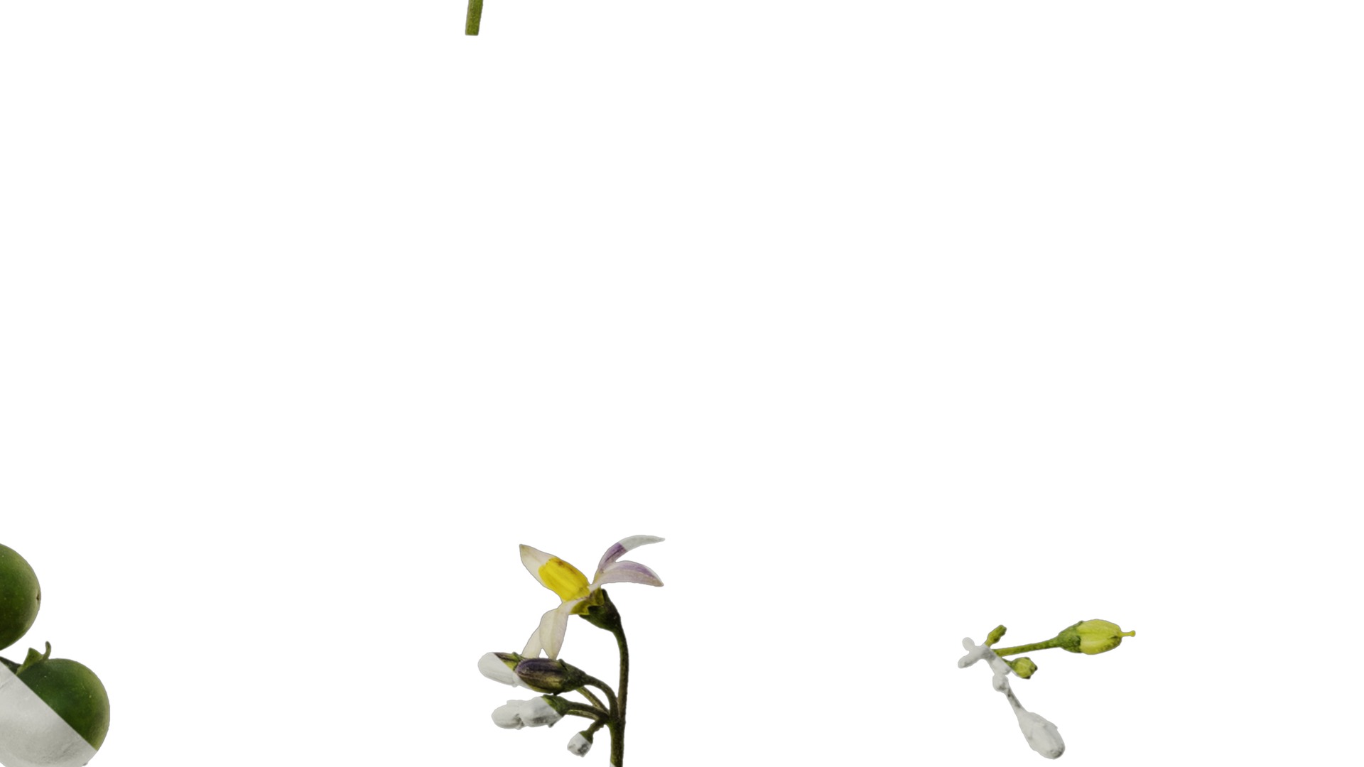 Anydrafts Solanum americanum Atlas 08 Texture_6