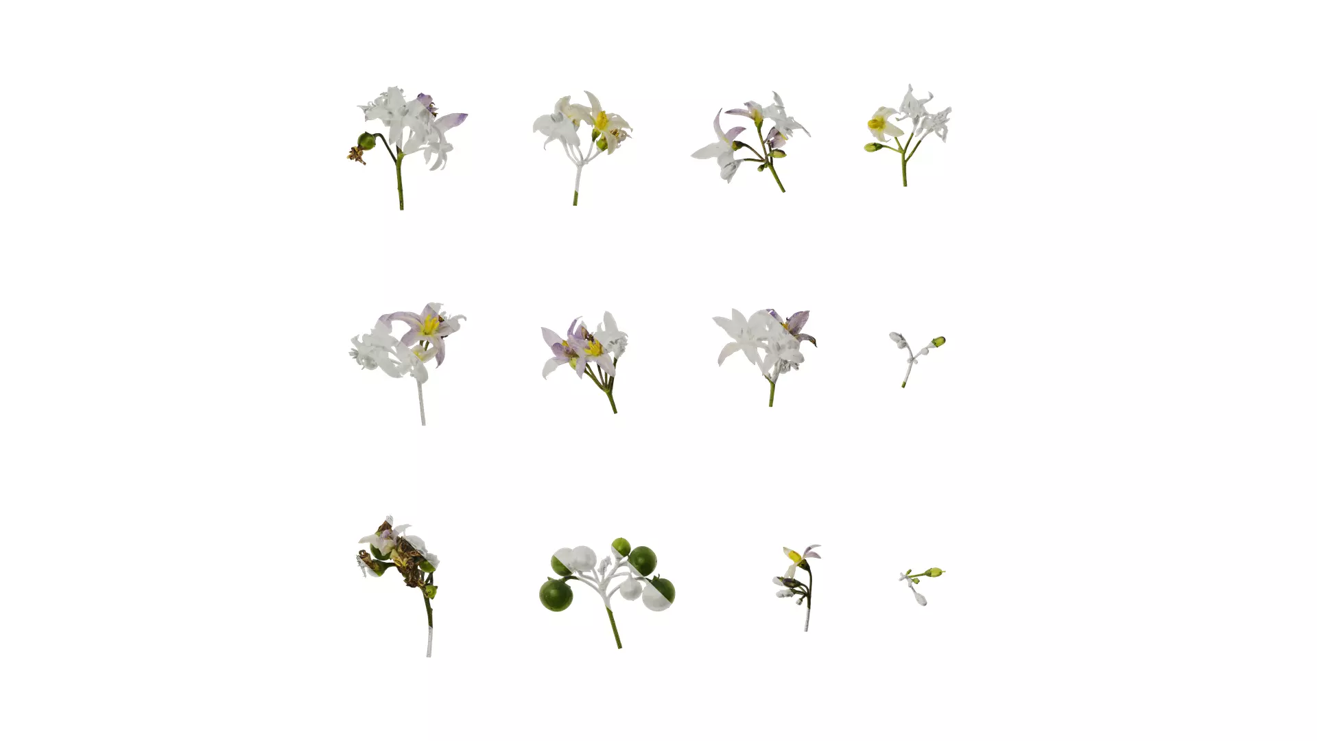 Anydrafts Solanum americanum Atlas 08 Texture_0