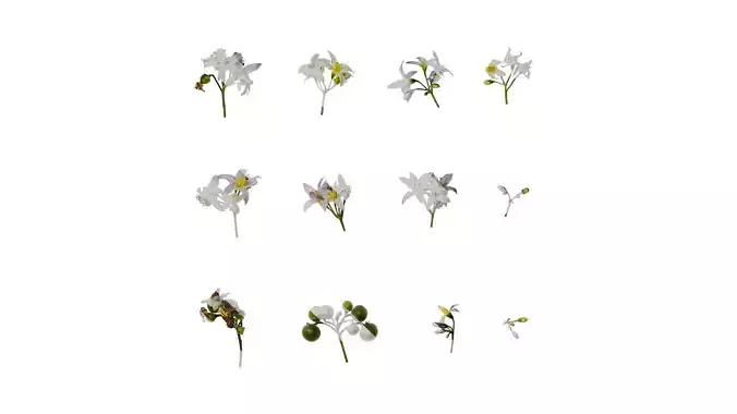 Anydrafts Solanum americanum Atlas 08 Texture