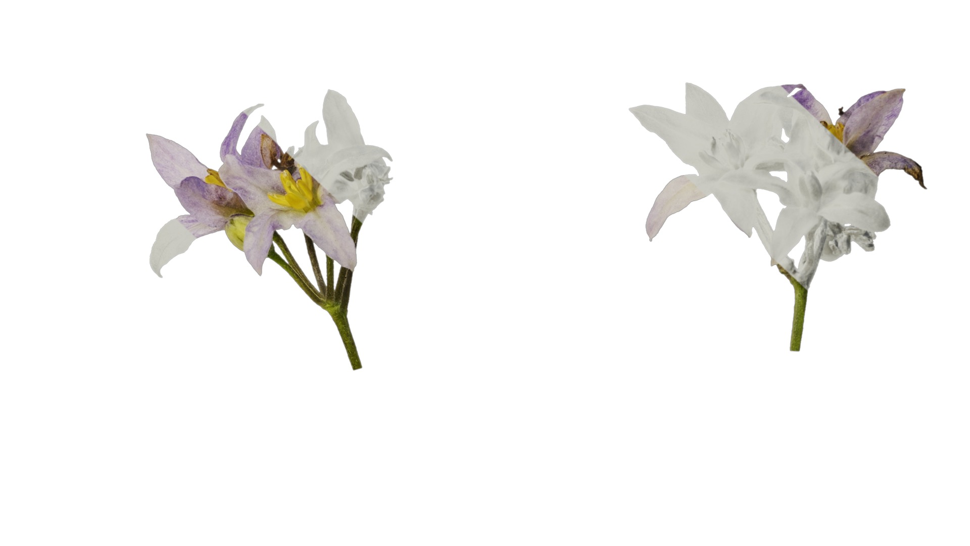 Anydrafts Solanum americanum Atlas 08 Texture_7