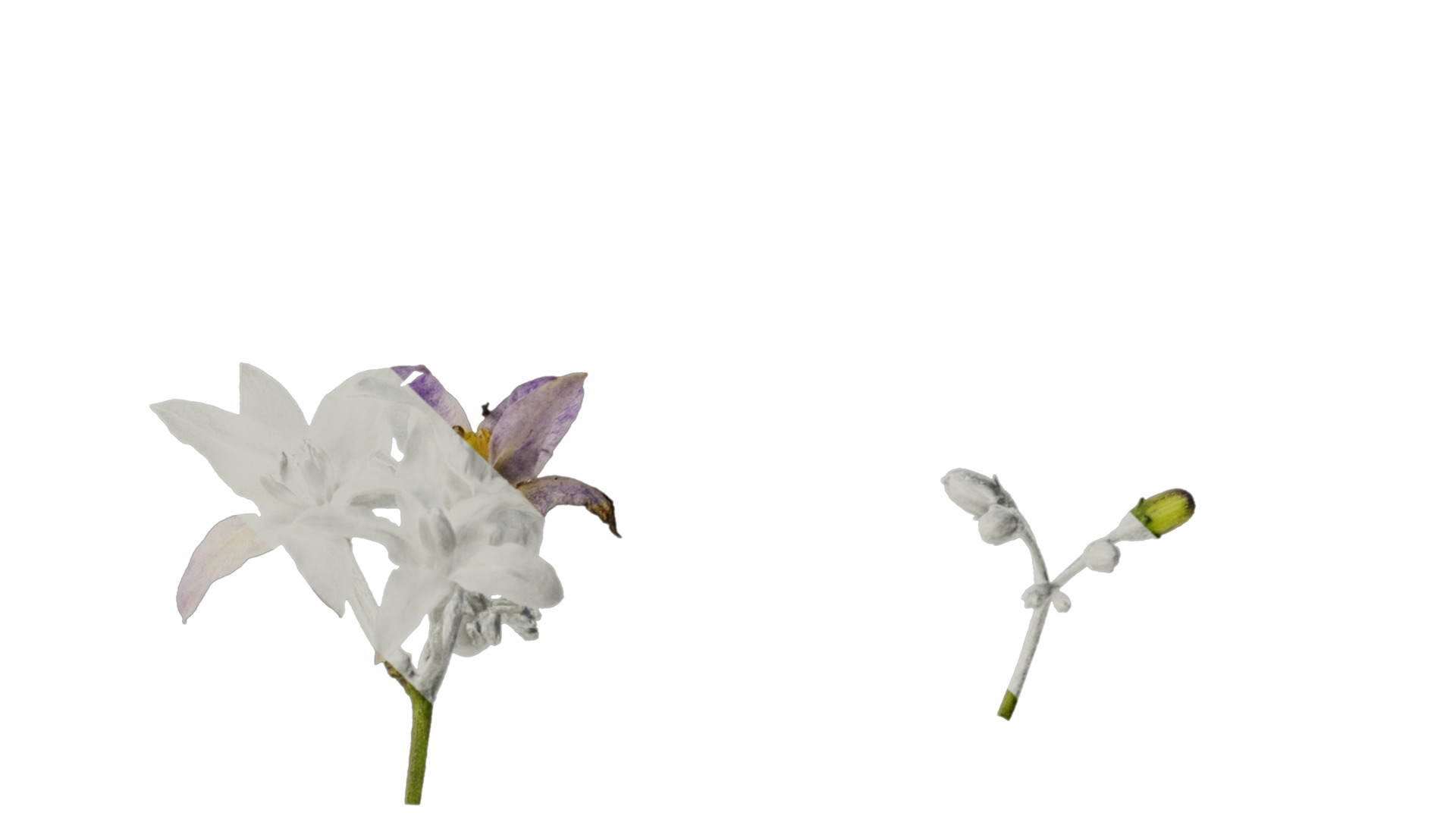 Anydrafts Solanum americanum Atlas 08 Texture_4