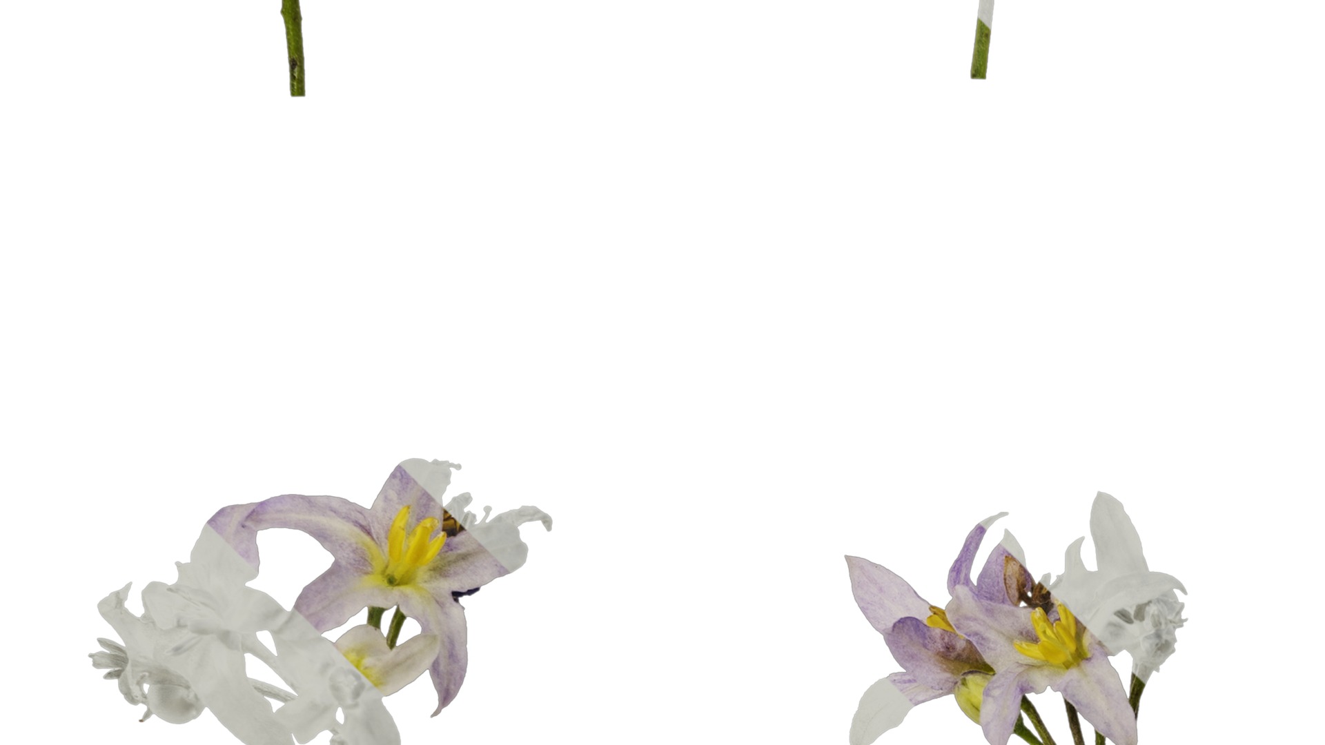 Anydrafts Solanum americanum Atlas 08 Texture_3