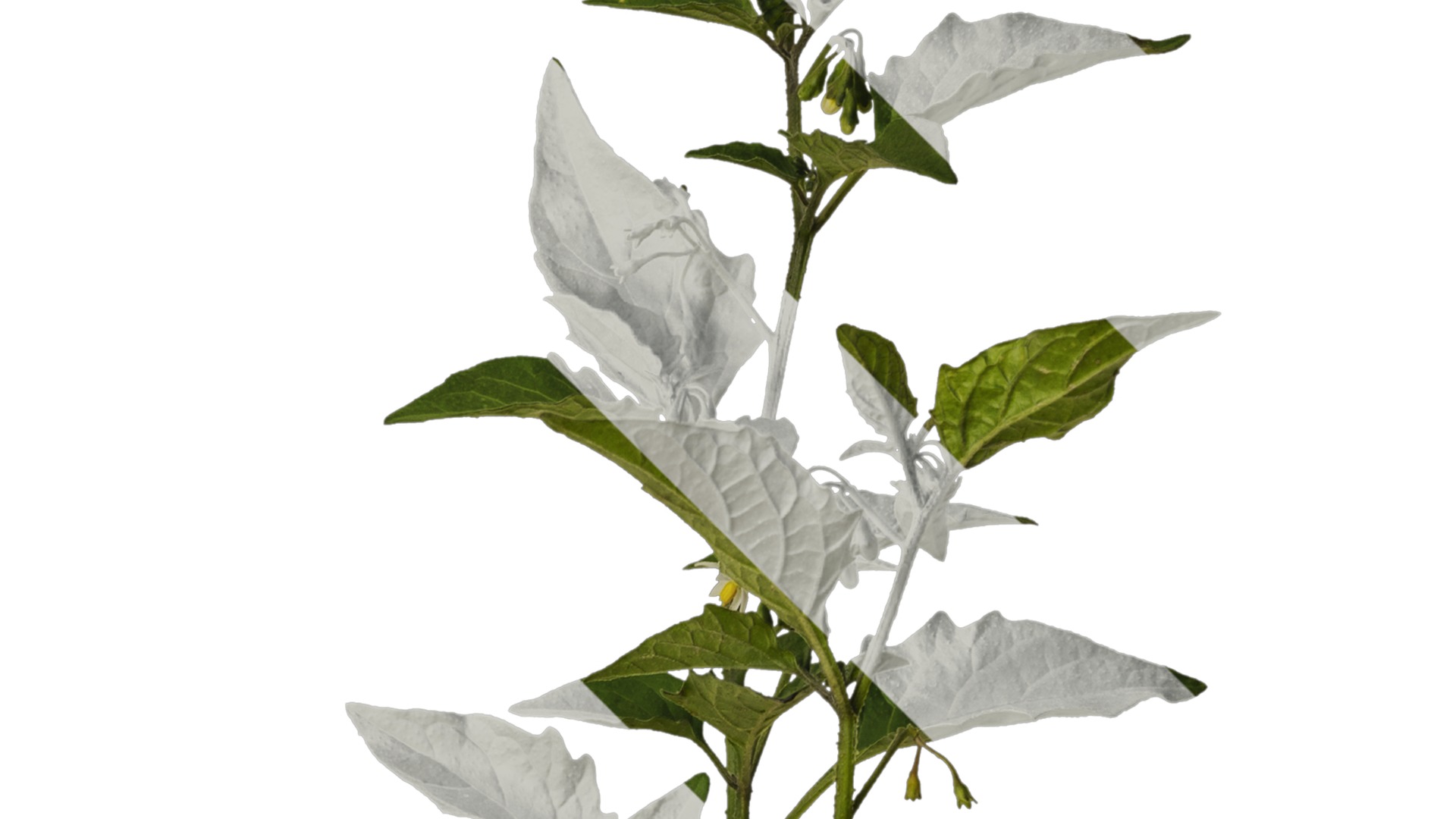 Anydrafts Solanum americanum Atlas 09 Texture_2