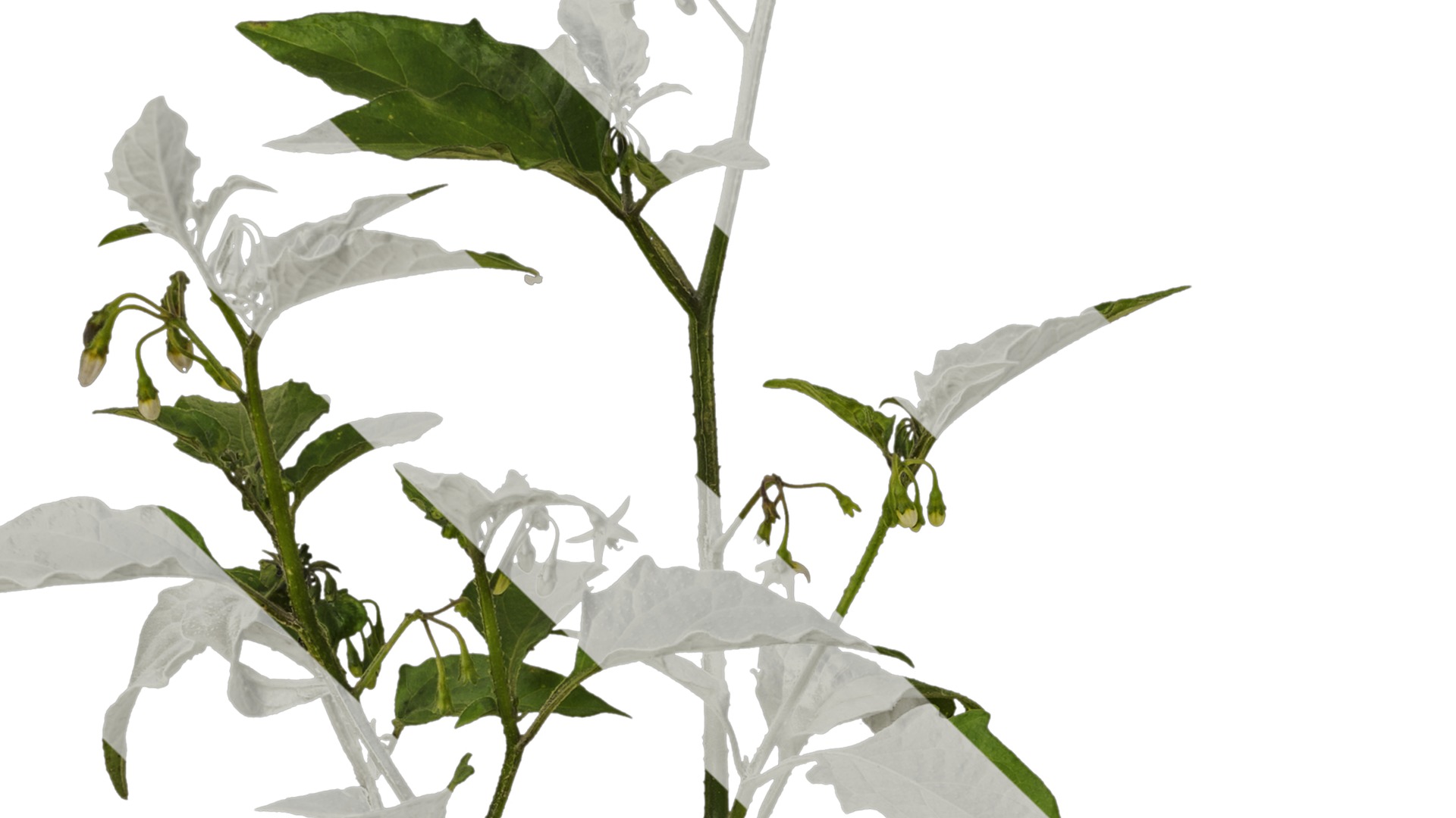 Anydrafts Solanum americanum Atlas 09 Texture_3