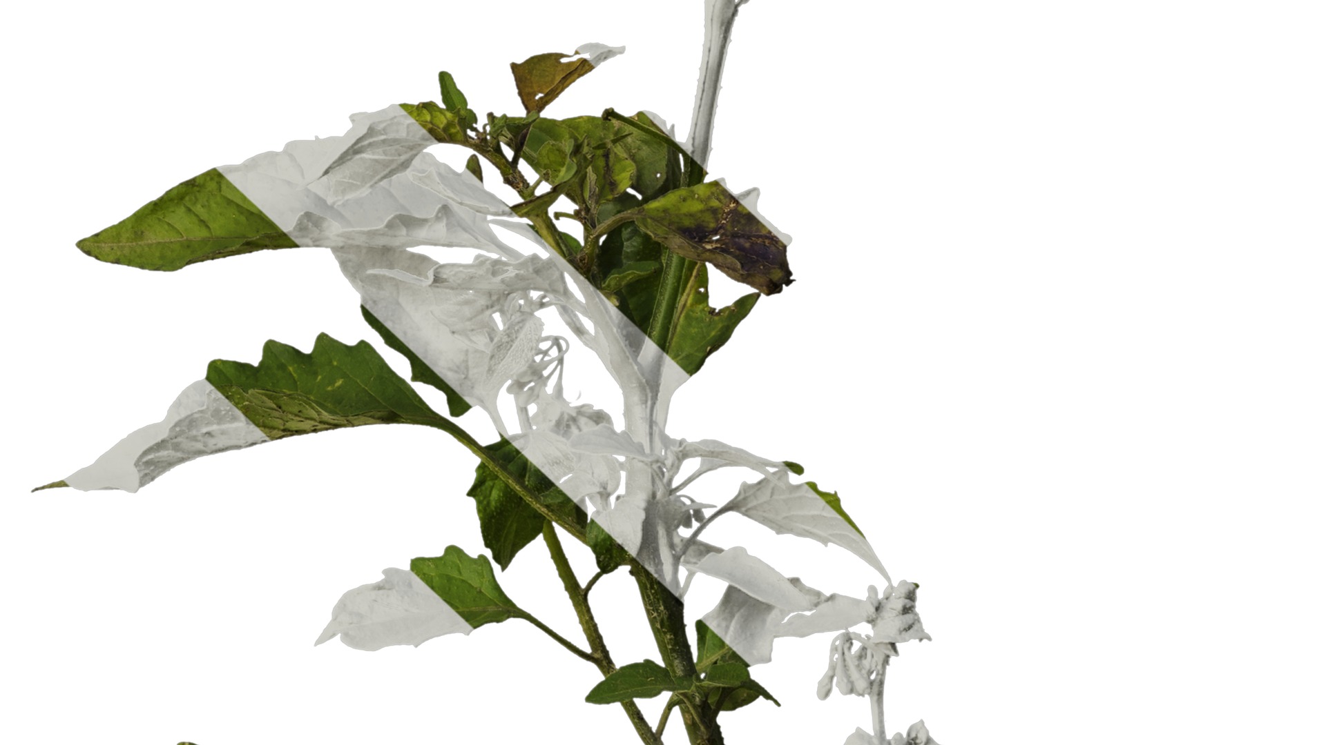 Anydrafts Solanum americanum Atlas 09 Texture_6