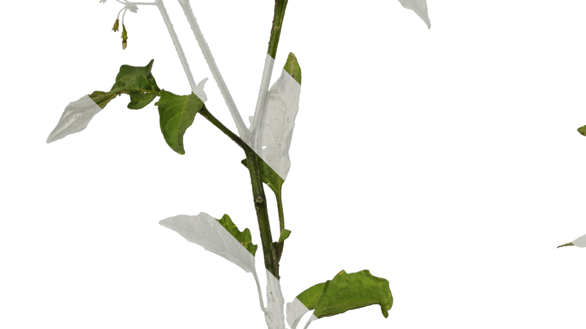 Anydrafts Solanum americanum Atlas 09 Texture_5