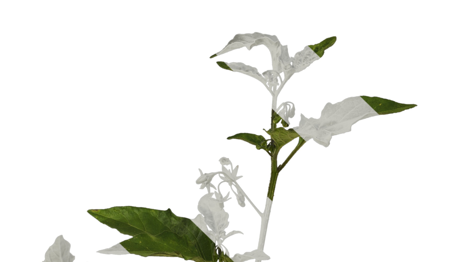 Anydrafts Solanum americanum Atlas 09 Texture_1