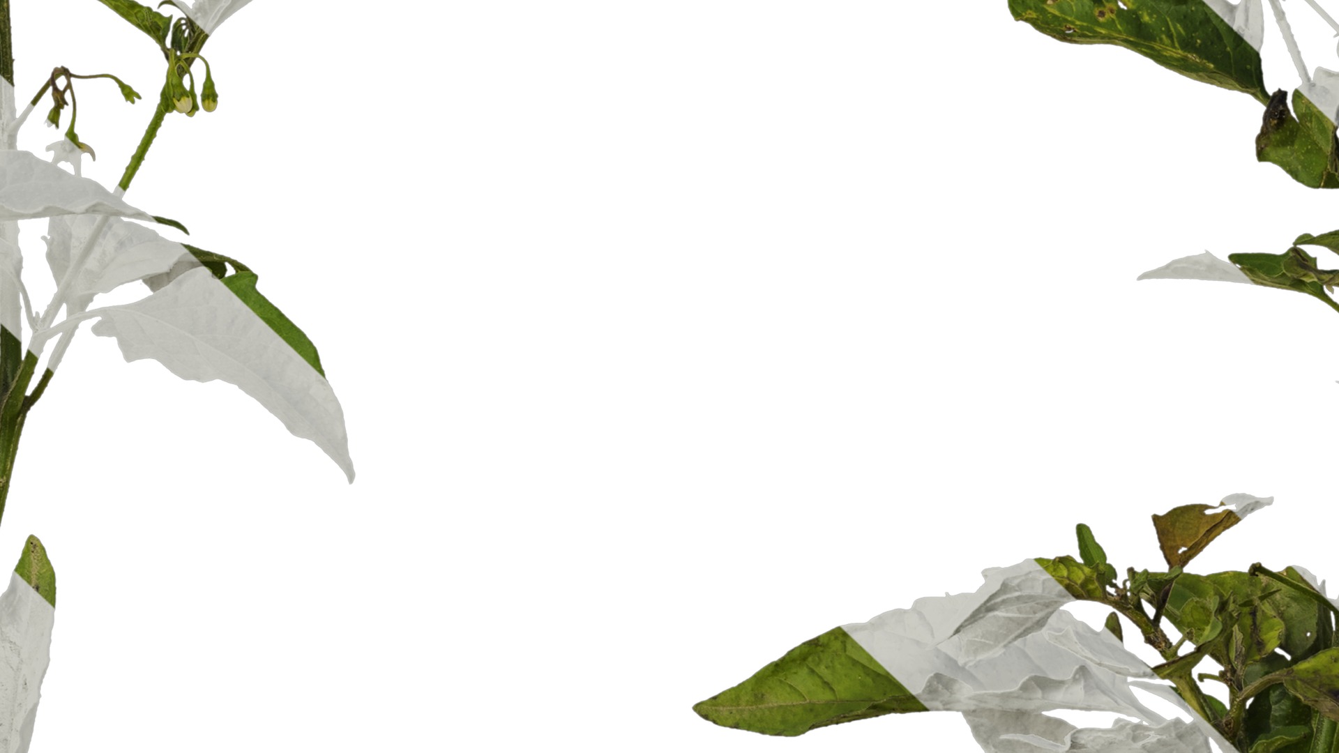 Anydrafts Solanum americanum Atlas 09 Texture_7