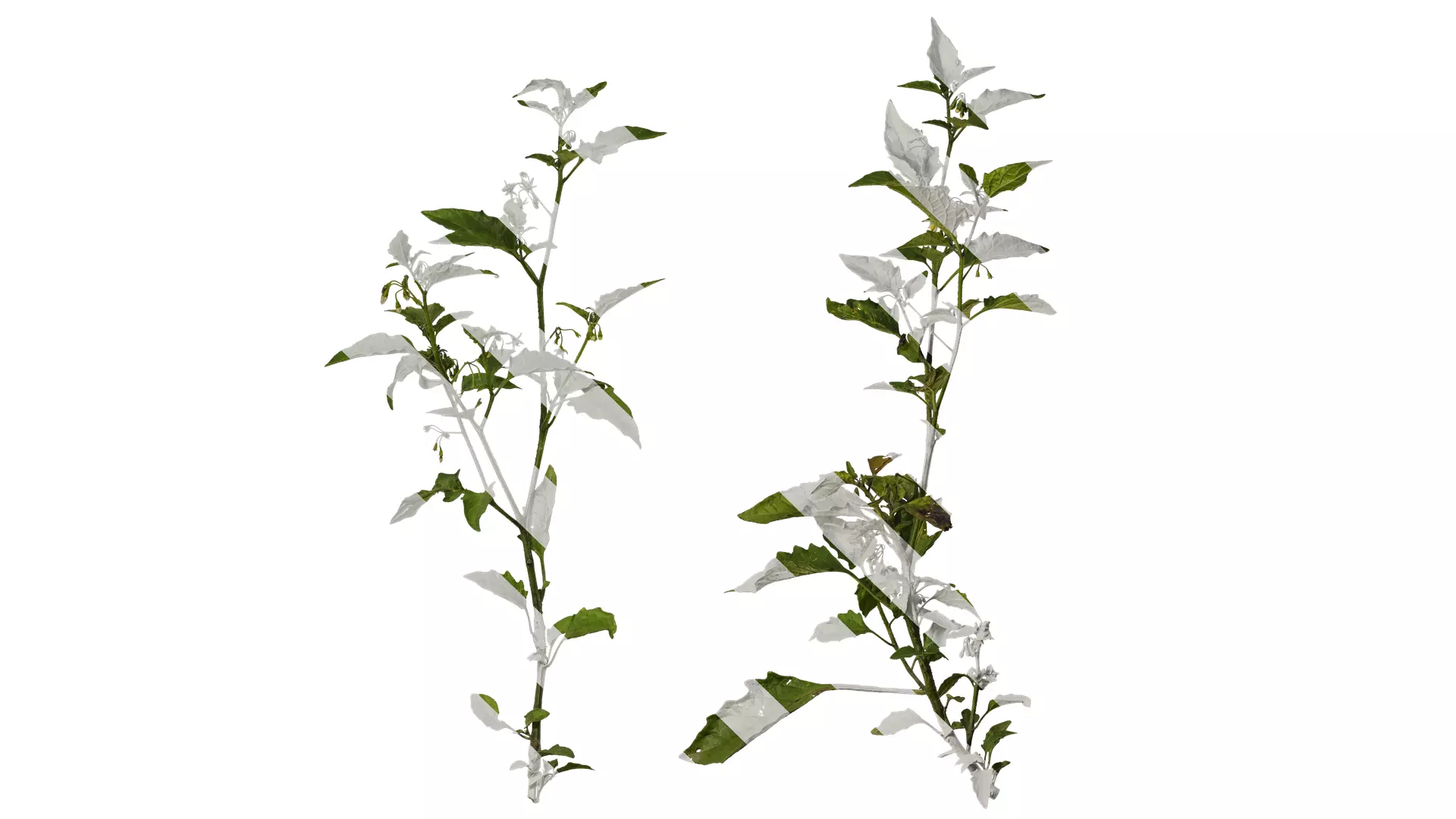 Anydrafts Solanum americanum Atlas 09 Texture_0