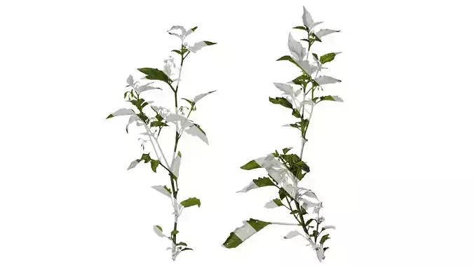 Anydrafts Solanum americanum Atlas 09