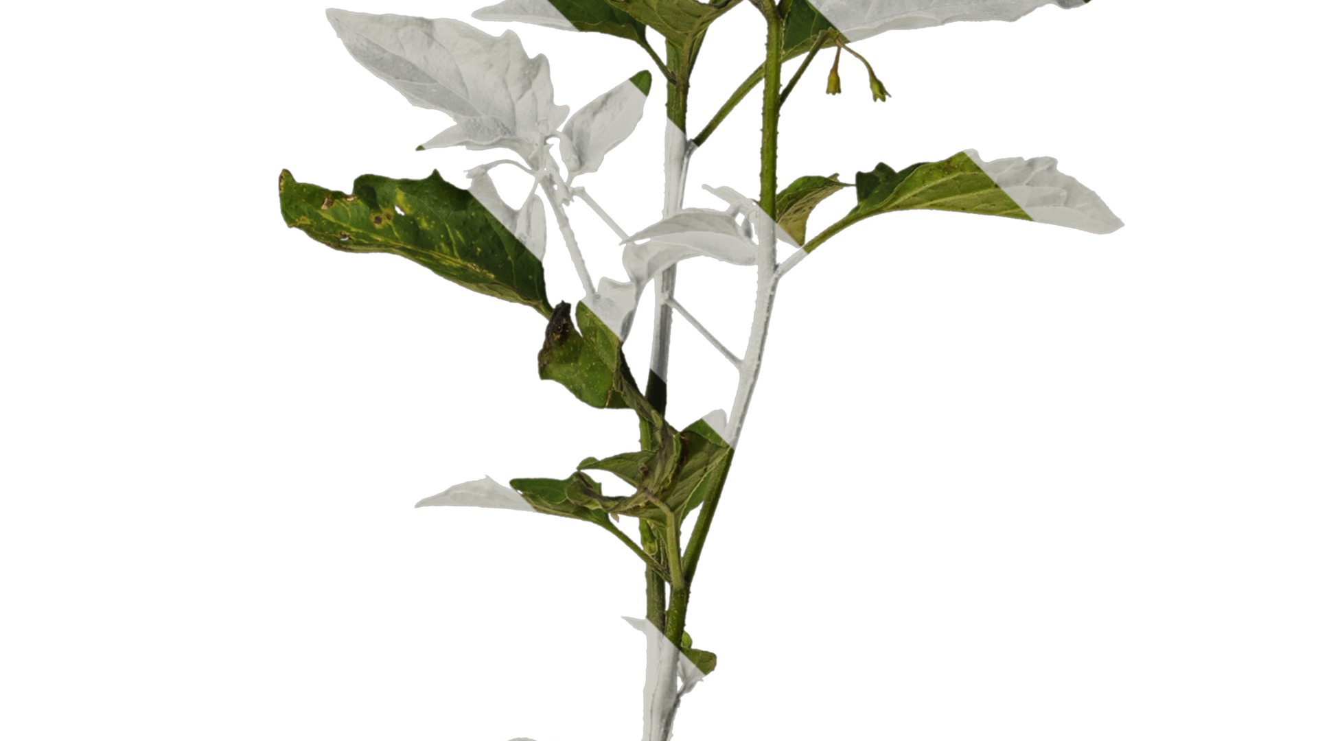 Anydrafts Solanum americanum Atlas 09 Texture_4