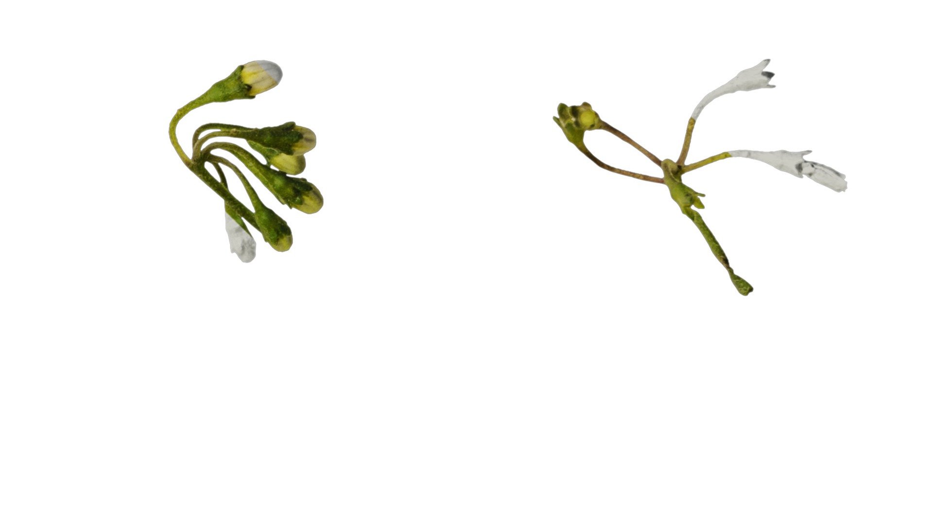 Anydrafts Solanum americanum Flower 02 Texture_4