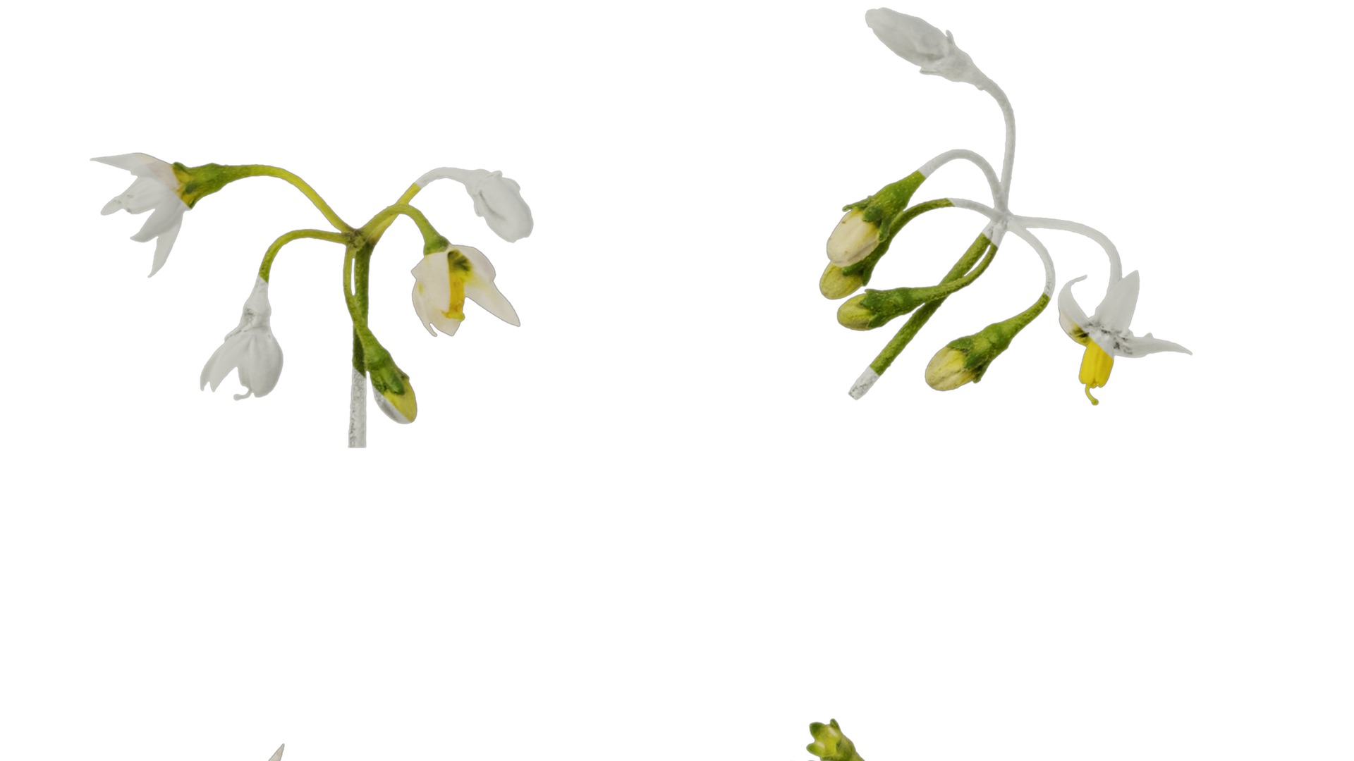 Anydrafts Solanum americanum Flower 02 Texture_5